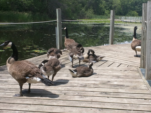 Nature Preserve «Maplewood Nature Center», reviews and photos, 2659 E 7th St, St Paul, MN 55119, USA