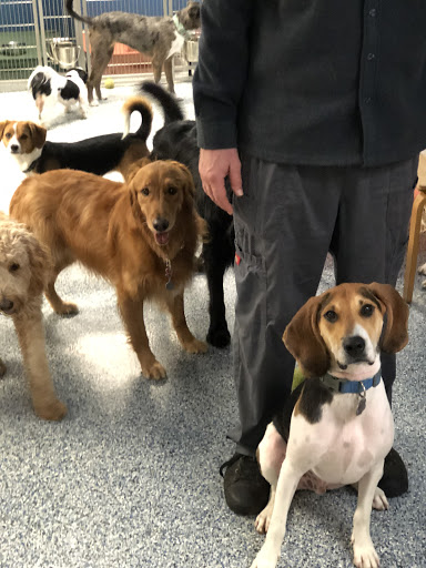 Pet Groomer «Doggie Style Bowtique», reviews and photos, 1713 Westport Rd, Kansas City, MO 64111, USA