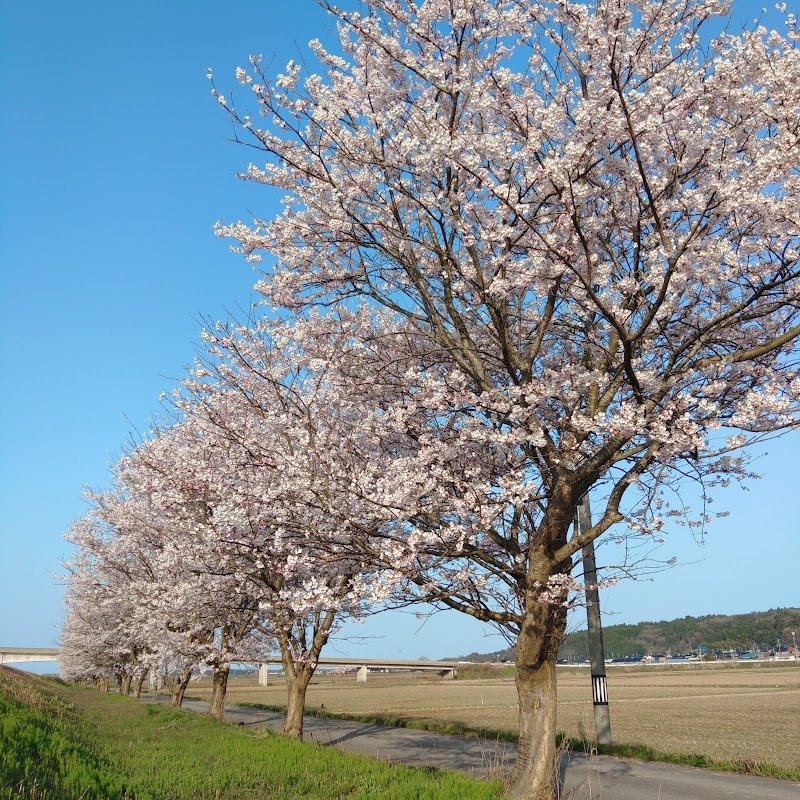 邑知潟の桜並木
