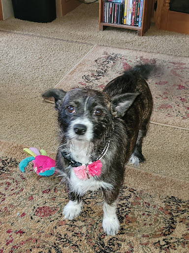 Pet Supply Store «PetSmart», reviews and photos, 2255 Pine Ridge Rd, Naples, FL 34109, USA