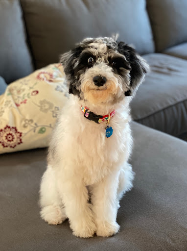 Pet Supply Store «Pet Supplies Plus», reviews and photos, 1960 Jericho Turnpike, East Northport, NY 11731, USA