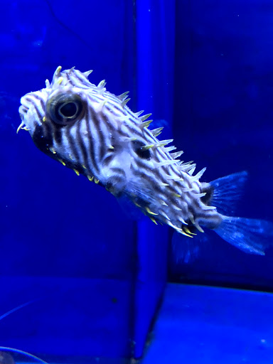 Tropical Fish Store «Pisces Reef Fish Emporium, LLC», reviews and photos, 9326 W Sahara Ave, Las Vegas, NV 89117, USA