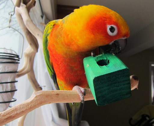 Pampered Parrot Behavior and Boarding
