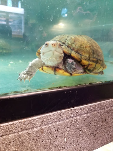 Pet Store «Exotic Pets», reviews and photos, 2410 N Decatur Blvd #160, Las Vegas, NV 89108, USA