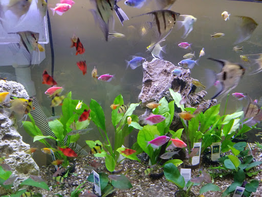 Tropical Fish Store «Top Hat Aquarium», reviews and photos, 18710 SW 107th Ave, Cutler Bay, FL 33157, USA