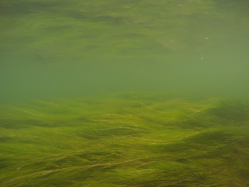 State Park «Hammerman Area Beach», reviews and photos, 7200 Graces Quarters Road, Middle River, MD 21220, USA