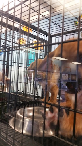 Pet Store «Puppies Plus LLC», reviews and photos, 6405 S Virginia St # 1, Reno, NV 89511, USA