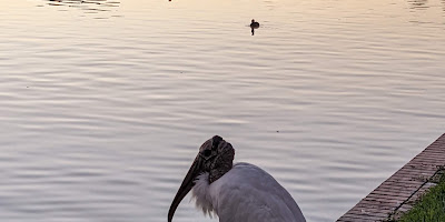 Lake Morton