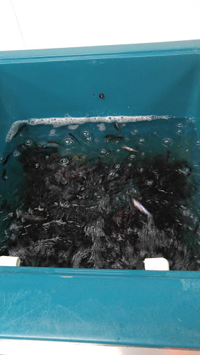 Auto Repair Shop «Dred Scott Automotive», reviews and photos, 10800 Rhode Island Ave S, Bloomington, MN 55438, USA