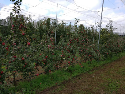 Bilpin Springs Orchard