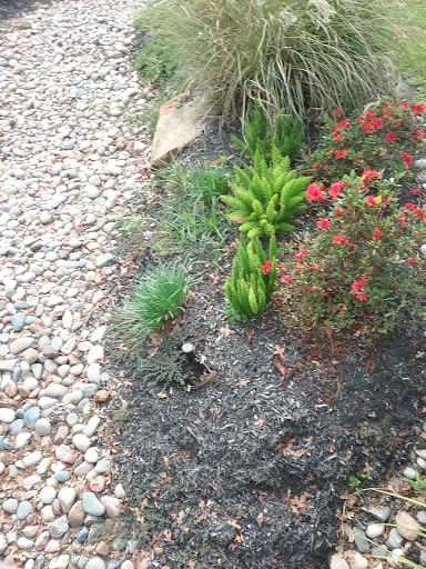 Book Store «Lone Star College Kingwood Bookstore», reviews and photos, 20000 Kingwood Dr, Kingwood, TX 77339, USA