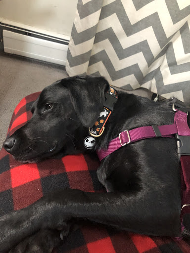 Pet Supply Store «USA Dog Shop», reviews and photos, 549 NY-17, Tuxedo Park, NY 10987, USA