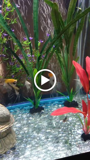 Pet Store «Fish R Us», reviews and photos, 10855 TX-242, Conroe, TX 77385, USA