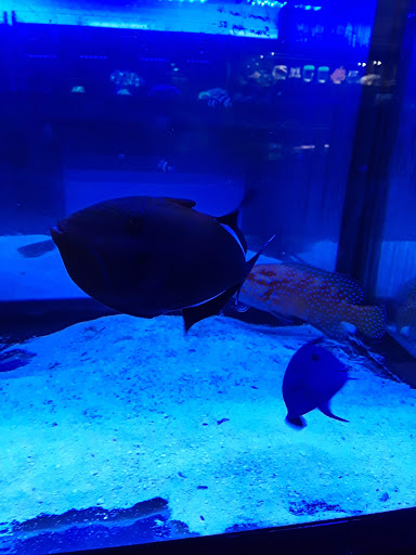 Aquarium «Fish Collection Inc», reviews and photos, 1609 NE 163rd St, North Miami Beach, FL 33162, USA