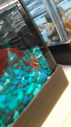 Pet Supply Store «Classic Pet Supply II», reviews and photos, 3180 Gratiot Blvd, Marysville, MI 48040, USA