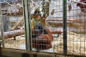 Affenhaus und Äquatorium Zoo Duisburg image