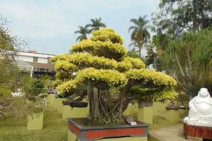 Museo Tatsugoro Bonsai Team image