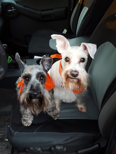 Pet Supply Store «Ridge Dog Shop», reviews and photos, 1505 N Parham Rd, Richmond, VA 23229, USA