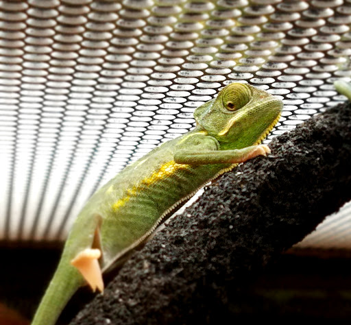 Pet Supply Store «Petco Animal Supplies», reviews and photos, 1951 N Military Trl c, West Palm Beach, FL 33409, USA