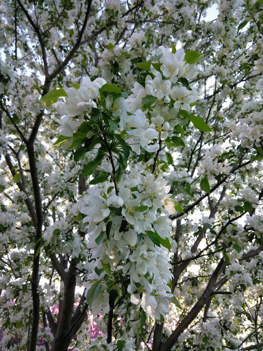 Park «Prestemon Park», reviews and photos, 3900 NE McKinley St, Columbia Heights, MN 55421, USA