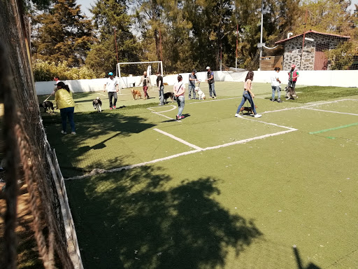 Canis Alta Escuela De Adiestramiento Canino