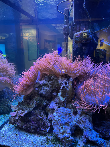 Animal Protection Organization «Butterfly Pavilion», reviews and photos, 6252 W 104th Ave, Westminster, CO 80020, USA