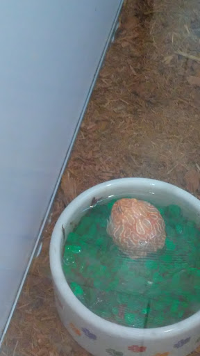 Pet Supply Store «Pet Supermarket», reviews and photos, 2924 13th St, St Cloud, FL 34769, USA