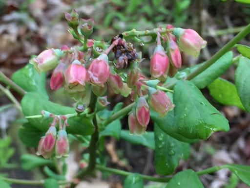 Nature Preserve «Eidolon Nature Preserve», reviews and photos, 2146 Orleans Rd, Great Cacapon, WV 25422, USA