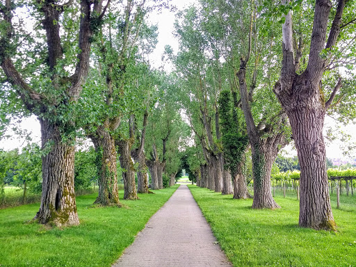 Hohenheimer Garden