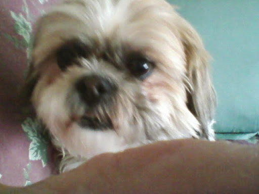 Pet Supply Store «State Line Pet Supply», reviews and photos, 137 Plaistow Rd, Plaistow, NH 03865, USA