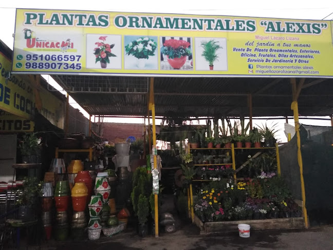 Plantas Ornamentales "Alexis"