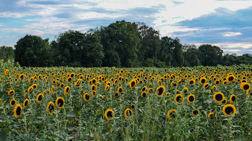 Museum «New York Transit Museum», reviews and photos, Boerum Pl & Schermerhorn St, Brooklyn, NY 11201, USA