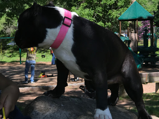 Park «Memorial Park», reviews and photos, 580 Valley St, Maplewood, NJ 07040, USA