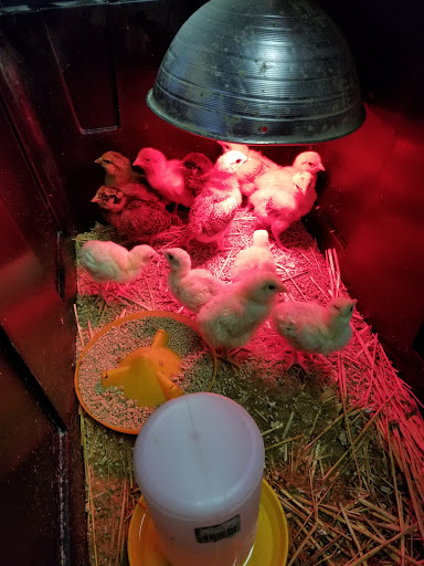 Pet Store «Farm & Garden Store», reviews and photos, 1922 19th Ave, Forest Grove, OR 97116, USA