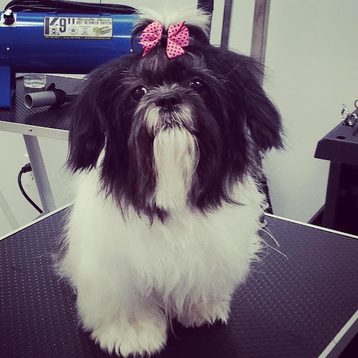 Pet Supply Store «Bully Zone Pet Supplies & Pet Grooming», reviews and photos, 1409 McCarter Hwy, Newark, NJ 07104, USA