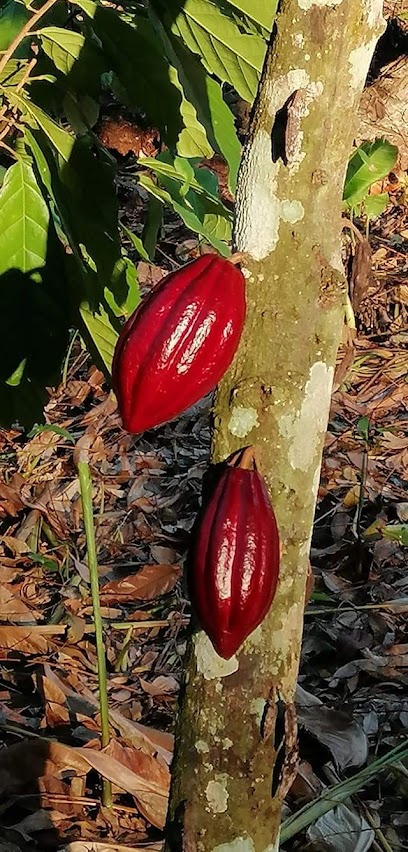 Chocolate Maya