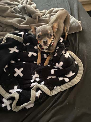 Pet Supply Store «PetSmart», reviews and photos, 132 NJ-31, Flemington, NJ 08822, USA