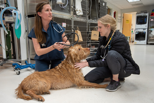 Urgent Care Center at The Veterinary Referral Center of Central Oregon image