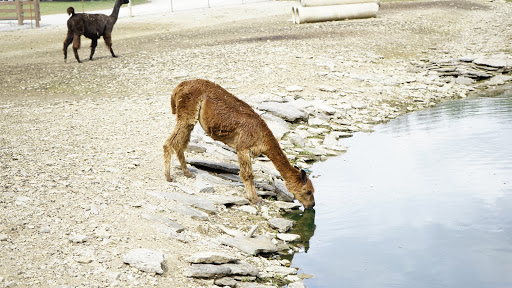 Tourist Attraction «Lucky Ladd Farms», reviews and photos, 4374 Rocky Glade Rd, Eagleville, TN 37060, USA