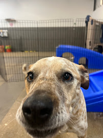 The Sniff Shack - Photo 2 - Car repair in Denver, CO, Lakewood