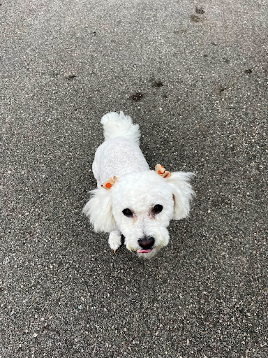 Pet Supply Store «Petco Animal Supplies», reviews and photos, 5239 Harvey St, Norton Shores, MI 49444, USA