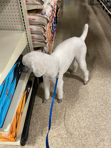 Pet Supply Store «PetSmart», reviews and photos, 13241 Gateway Center Dr, Gainesville, VA 20155, USA