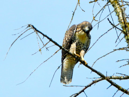 Golf Course «RedTail Golf Center», reviews and photos, 8200 SW Scholls Ferry Rd, Beaverton, OR 97008, USA