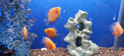 Pet Store «Birds & Beasts Pet Shop», reviews and photos, 35 Berkshire Dr # 18, Crystal Lake, IL 60014, USA