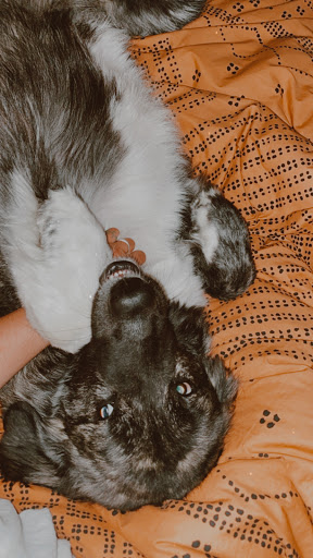 Pet Store «The Pet Place», reviews and photos, 240 Shadowline Dr, Boone, NC 28607, USA