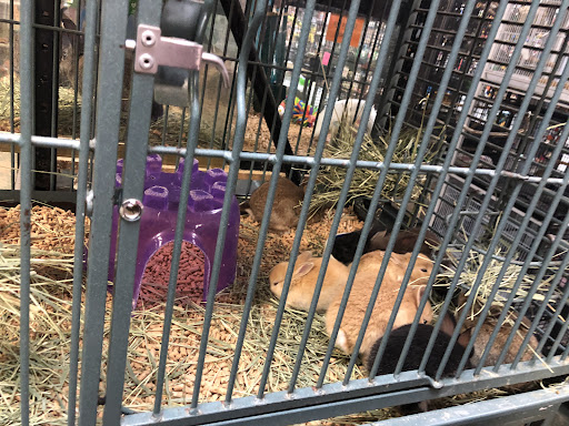 Pet Store «Pet Zone», reviews and photos, 8925 Jewella Ave #4, Shreveport, LA 71118, USA