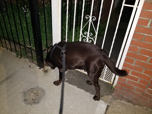 Pet Supply Store «Pet Supplies Plus», reviews and photos, 74-17 Grand Ave, Maspeth, NY 11378, USA