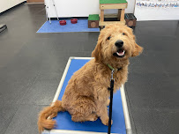 The DogPa K9 Training - Photo 3 - Car repair in Omaha, NE, Omaha