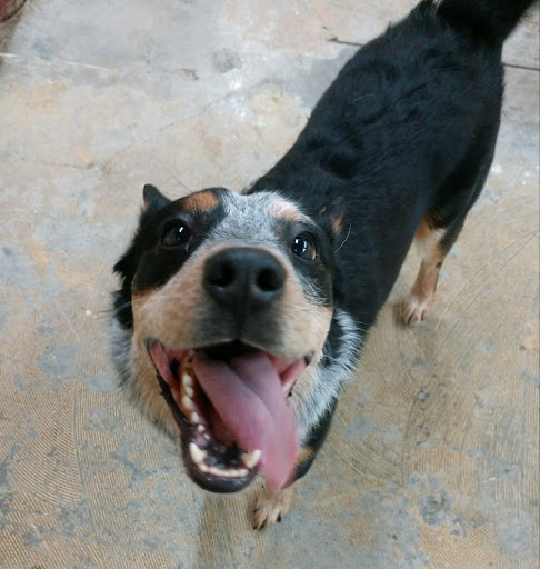 Pet Supply Store «Odyssey Pets», reviews and photos, 14999 Preston Rd #400a, Dallas, TX 75254, USA