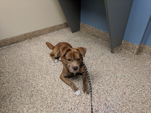 Mason Family Pet Hospital image